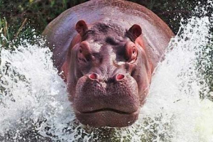 Бегемот і бегемот - чи є різниця? Бегемот і бегемот - чи є різниця?